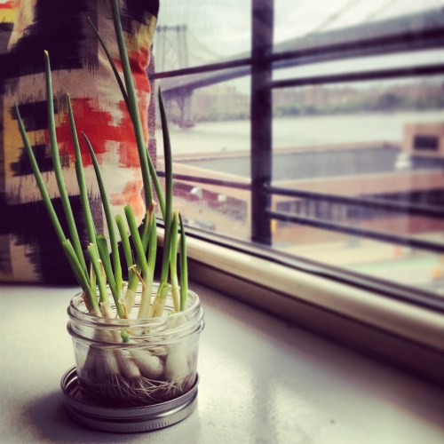 scallions