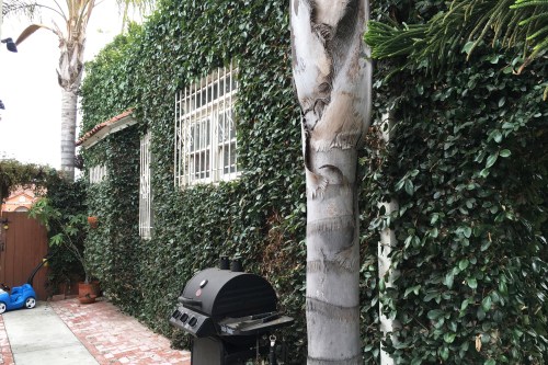 The evil creeping fig...pretty but destructive! 